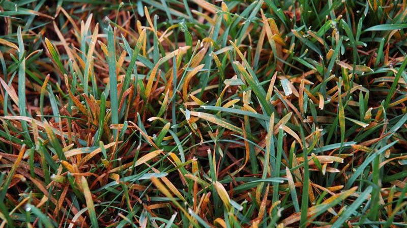 Rust - A Zoysia Fungus - Falling Leaves